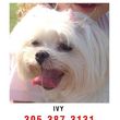 Adriana Limas Hund ist in Miami verschwunden
