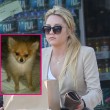 Amanda Bynes ist auf der Suche nach ihrem Hund Amanda Bynes ist auf der Suche nach ihrem Hund