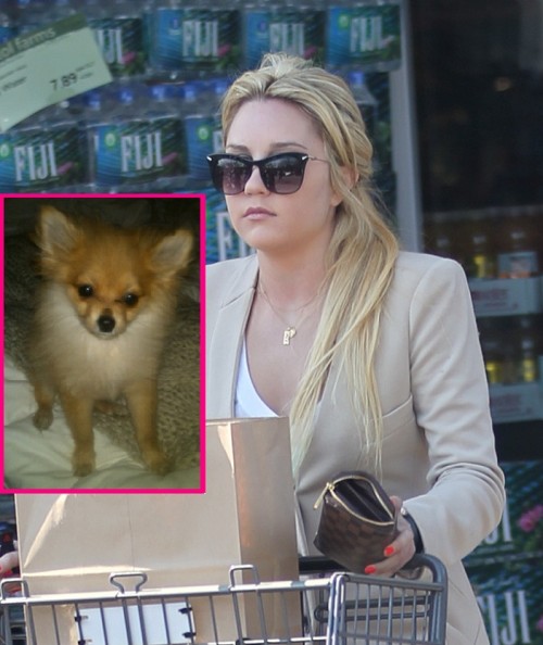 Amanda Bynes - Amanda Bynes ist auf der Suche nach ihrem Hund Amanda Bynes - Amanda Bynes ist auf der Suche nach ihrem Hund