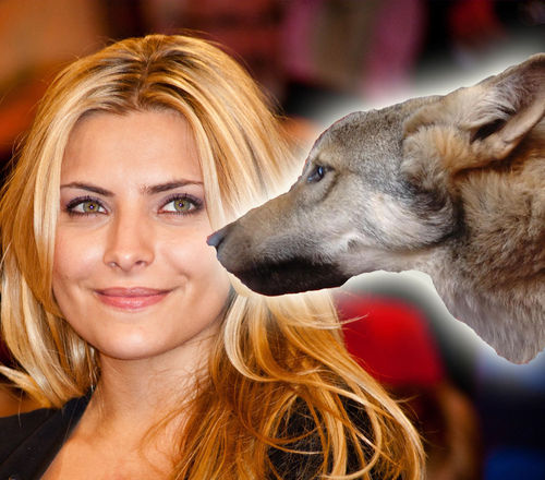 Sophia Thomalla wurde von einem Wolfshund gebissen Sophia Thomalla wurde von einem Wolfshund gebissen