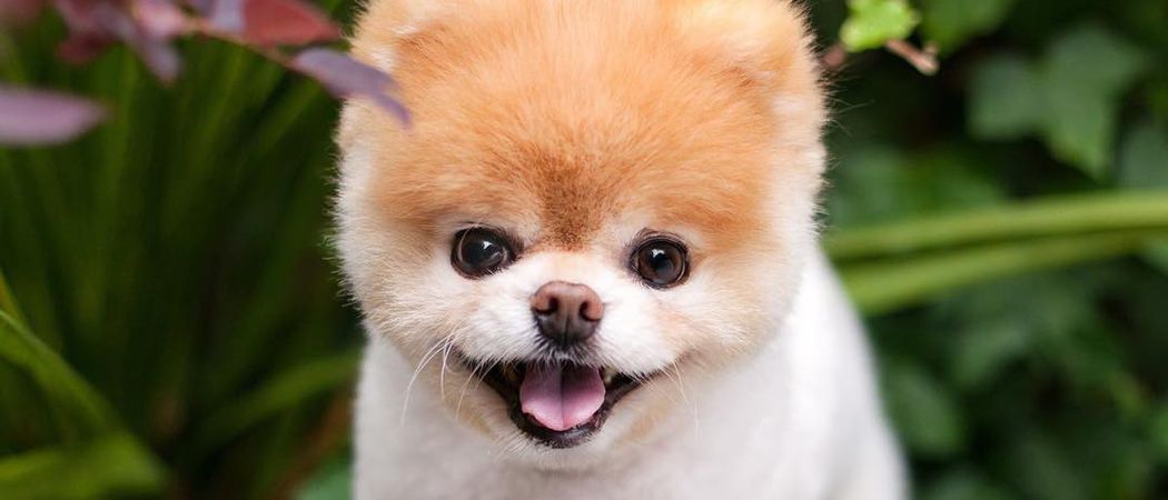 Pomeranian Boo Der Susseste Hund Der Welt Ist Verstorben