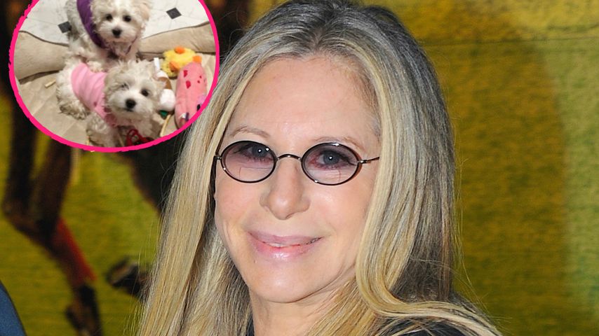 Barbara Streisand: Sie klont 2x ihren verstorbenen Hund!