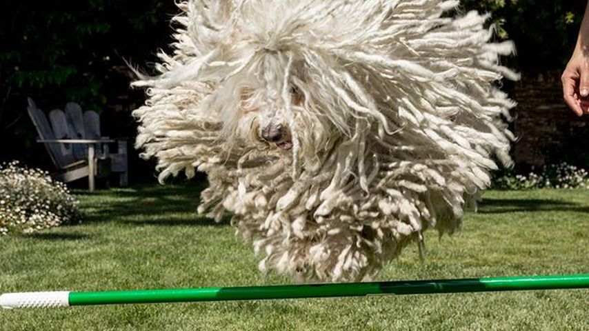 Beast Zuckerberg, der Hund von Mark Zuckerberg