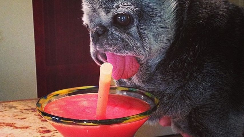 Bertha, der Instagram-Hund