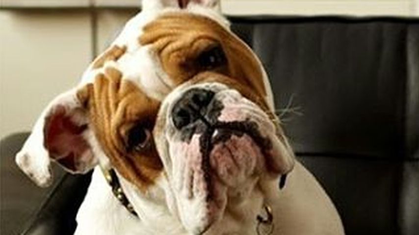 Sparty, Bulldogge von Ice-T und Coco Austin