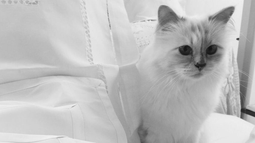 Choupette Lagerfeld, Katze von Karl Lagerfeld