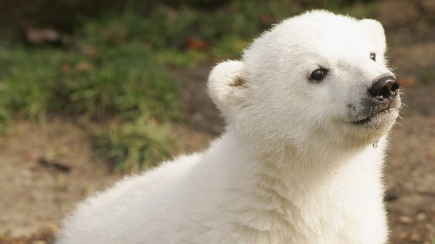 Knut