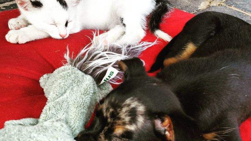 Die "Kinder" von Nico Schwanz & Saskia Atzerodt: Katze Mausi & Hund Batman