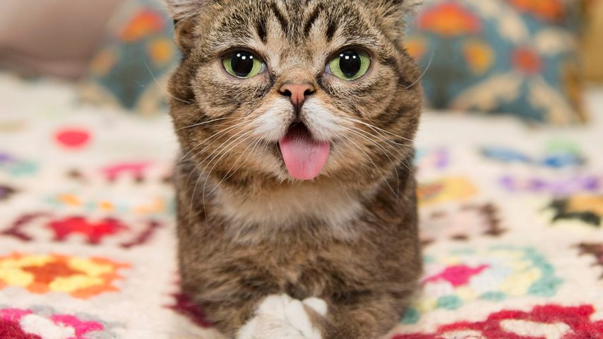 Lil Bub, ein tierischer Internet-Star