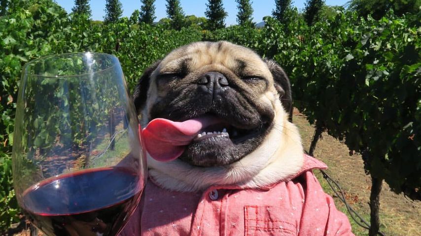Doug the Pug