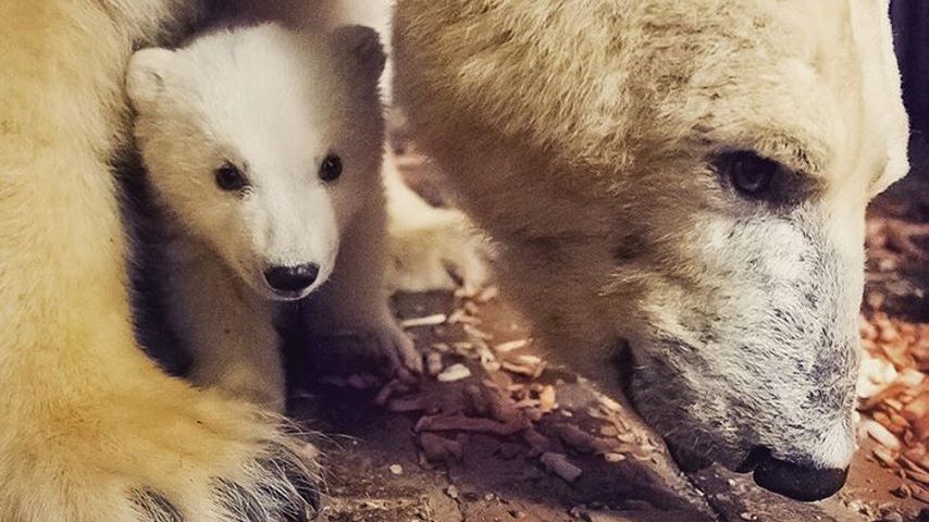 Eisbär Fritz und Eisbärmutter Tonja