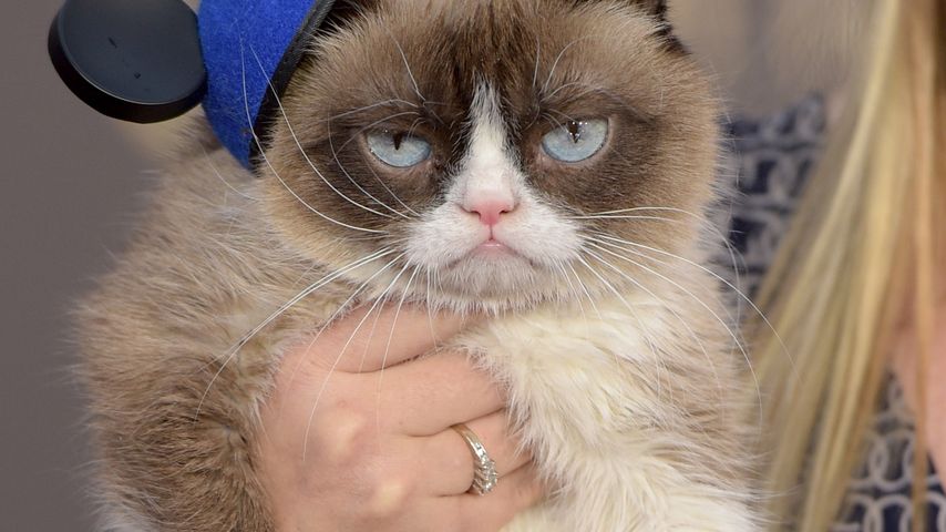 Grumpy Cat