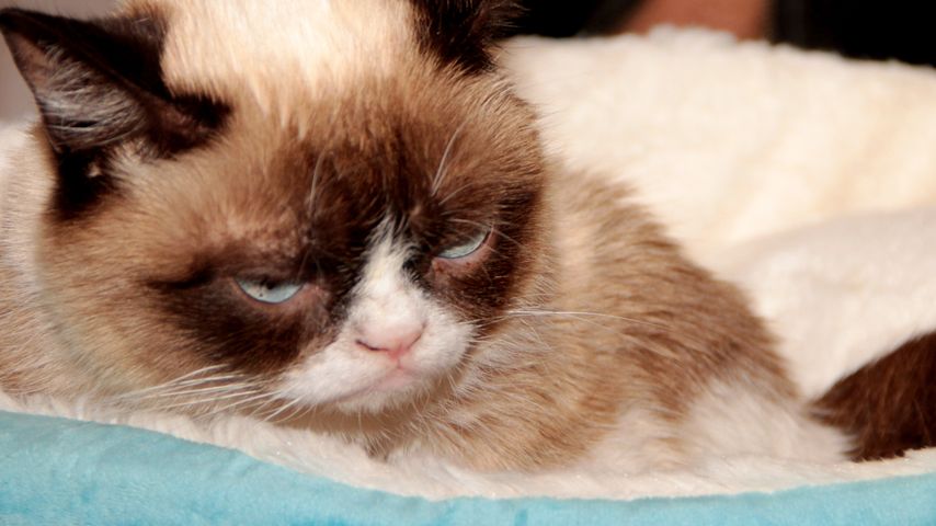 Grumpy Cat