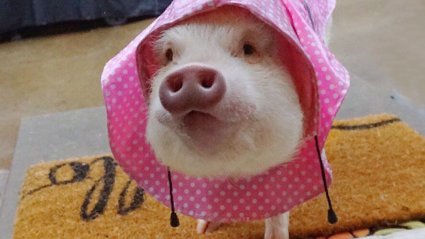 Tierische Influencer: Sau Hamlet ist ein Gute-Laune-Garant