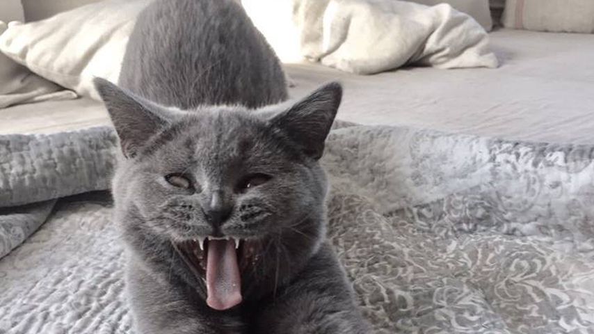 Lilli Schweigers Kater Herbert