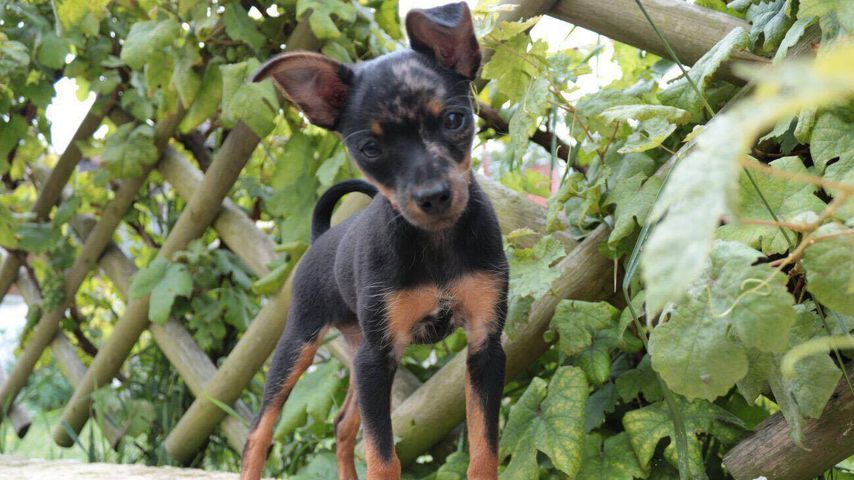 Batman, der Hund von Nico Schwanz und Saskia Atzerodt