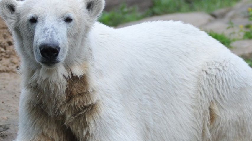Knut kurz vor seinem Tod im März 2011