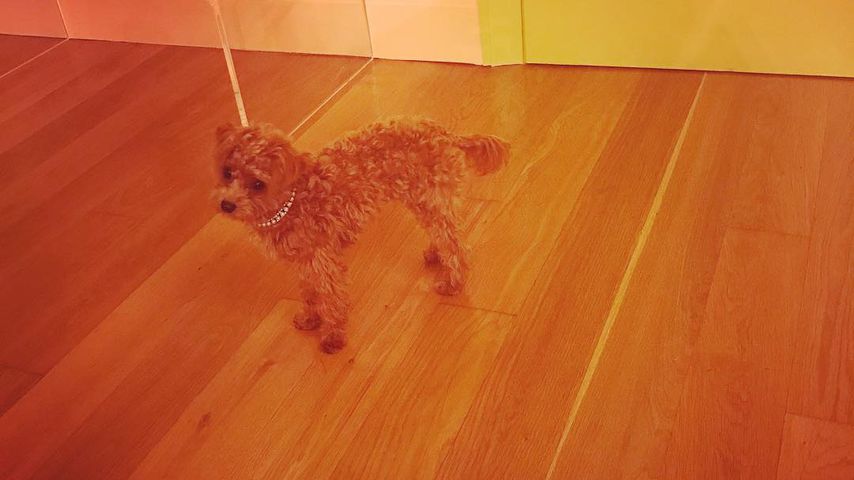 Lena Dunhams Hund Lamby