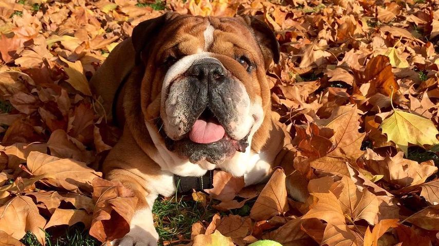 Lewis Hamiltons Hund Roscoe