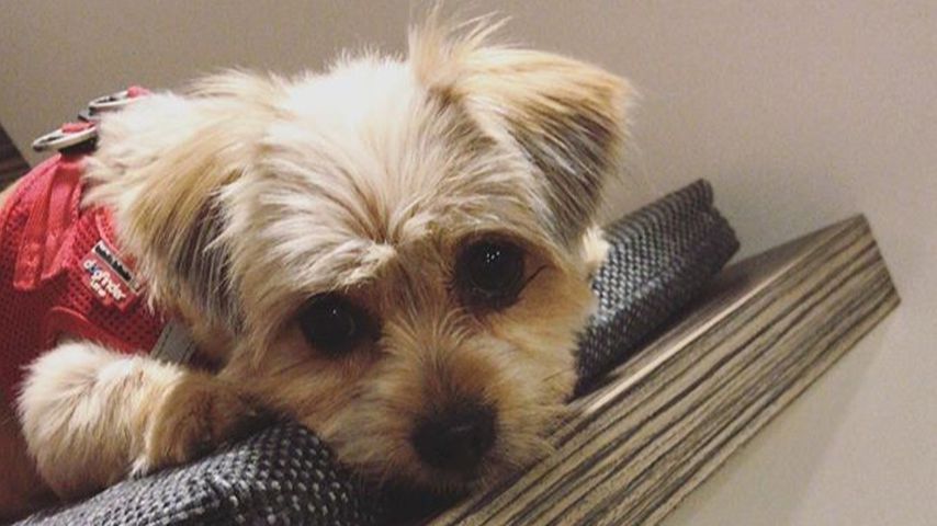 YouTube-Star LionTs Hund