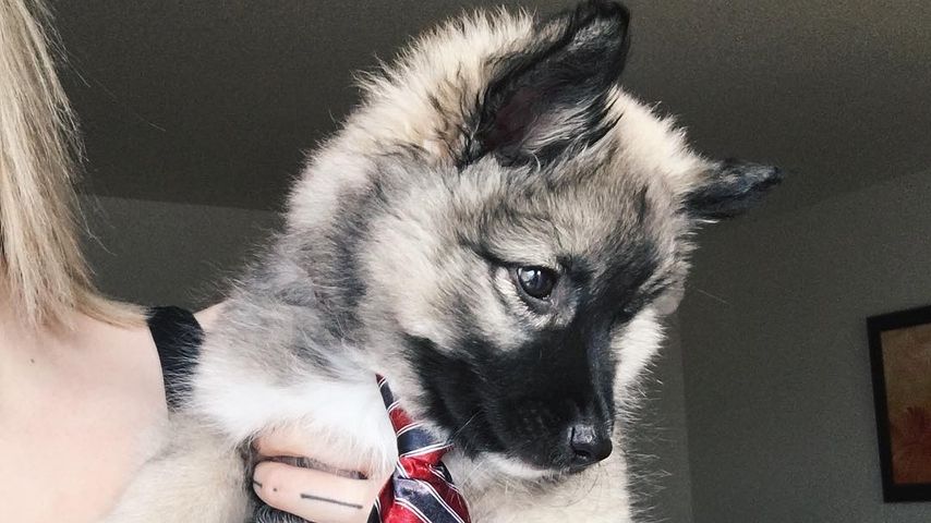 Goði, der Hund von YouTube-Star Melina Sophie