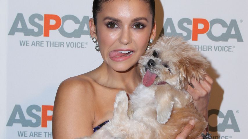 Nina Dobrev mit Marnie the dog auf dem Red Carpet des ASPCA event