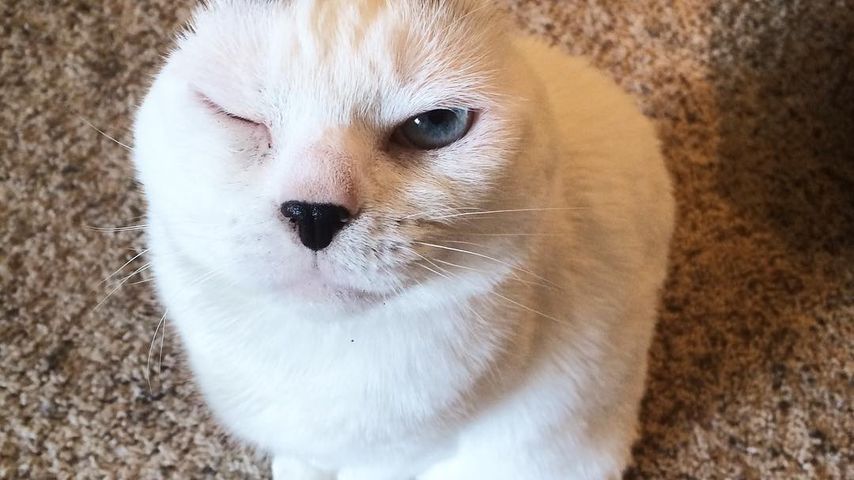 Kleiner Keinohr-Kater: Otitis ist der neue Instagram-Star!