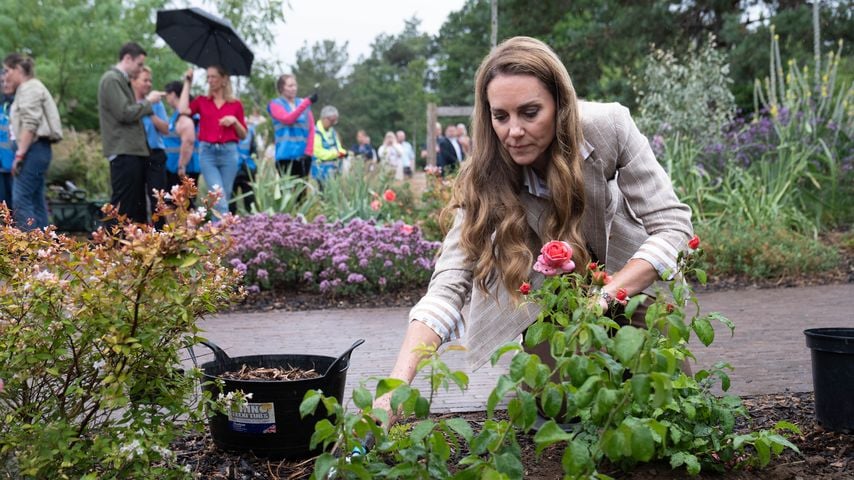 Prinzessin Kate pflanzt Rosen bei einem lokalen Krankenhausbesuch, Juli 2025