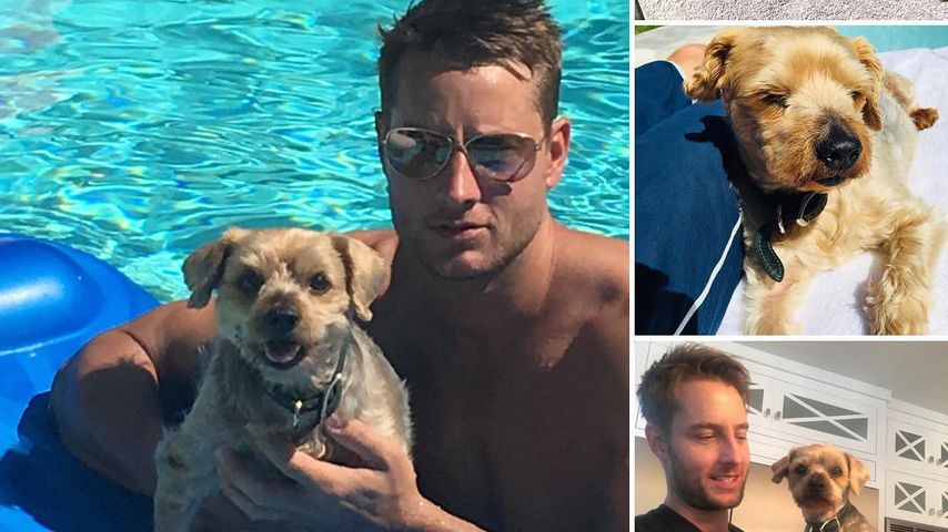 US-Schauspieler Justin Hartley mit seinem Hund Memphis