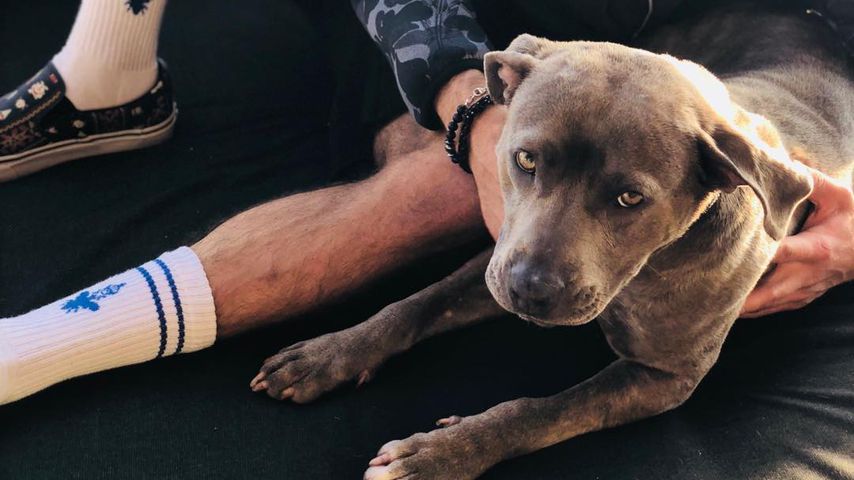 Zac Efron mit seinem adoptierten Hund Maca