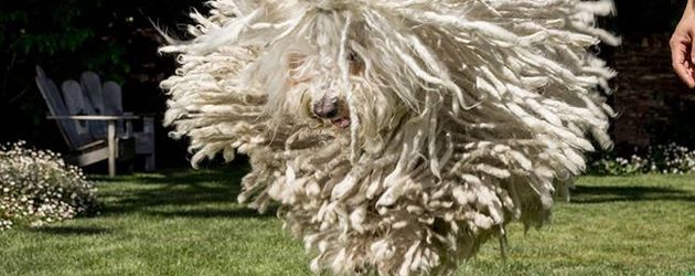 Beast Zuckerberg, der Hund von Mark Zuckerberg Beast Zuckerberg, der Hund von Mark Zuckerberg