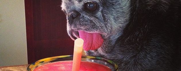 Bertha, der Instagram-Hund Bertha, der Instagram-Hund