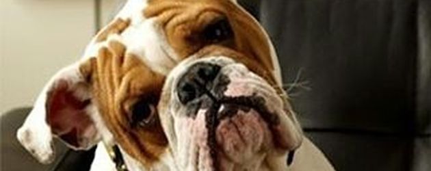 Sparty, Bulldogge von Ice-T und Coco Austin Sparty, Bulldogge von Ice-T und Coco Austin
