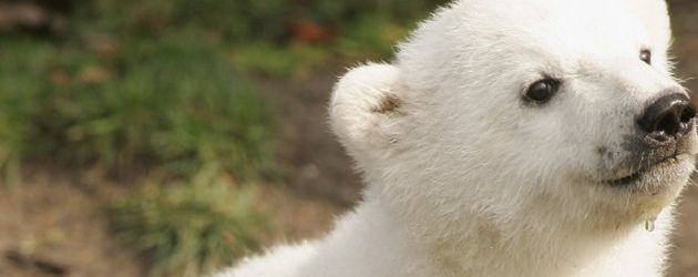 Knut Knut