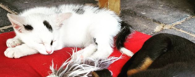 Die "Kinder" von Nico Schwanz & Saskia Atzerodt: Katze Mausi & Hund Batman Die "Kinder" von Nico Schwanz & Saskia Atzerodt: Katze Mausi & Hund Batman