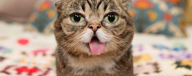 Lil Bub, ein tierischer Internet-Star Lil Bub, ein tierischer Internet-Star