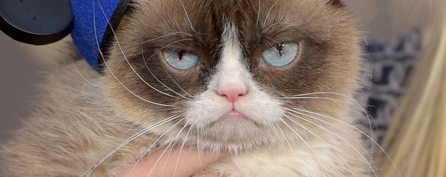 Grumpy Cat Grumpy Cat