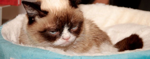 Grumpy Cat Grumpy Cat