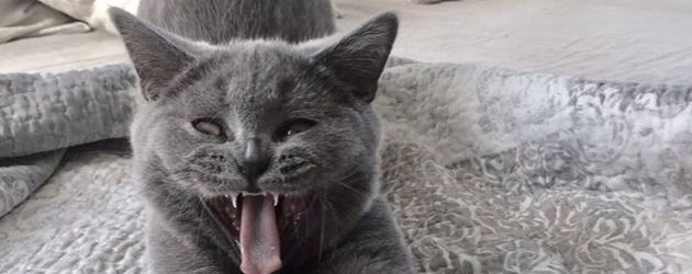 Lilli Schweigers Kater Herbert Lilli Schweigers Kater Herbert