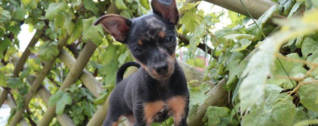 Batman, der Hund von Nico Schwanz und Saskia Atzerodt Batman, der Hund von Nico Schwanz und Saskia Atzerodt