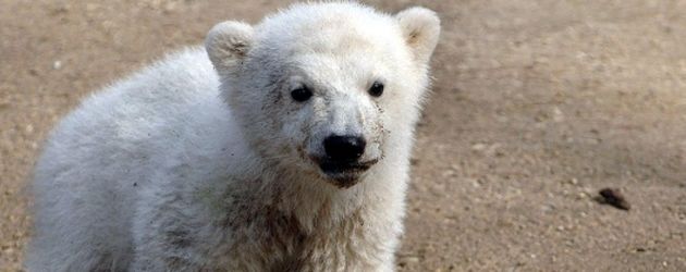 Knut Knut