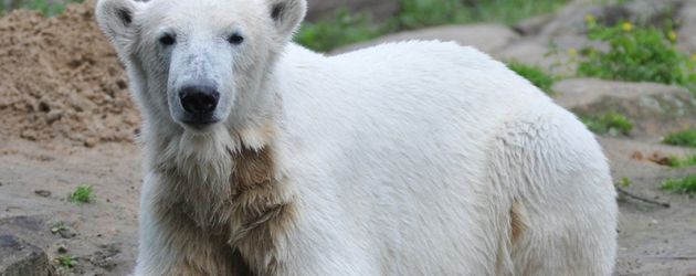 Knut Knut