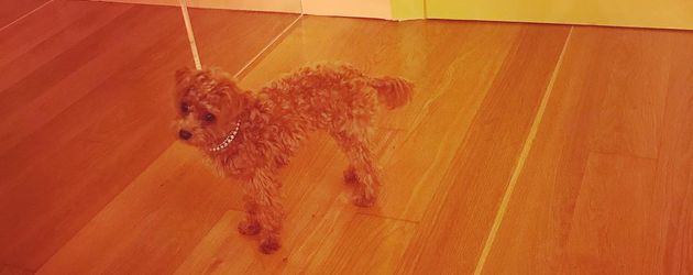 Lena Dunhams Hund Lamby Lena Dunhams Hund Lamby