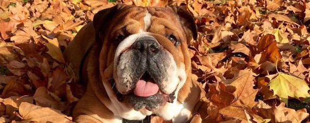 Lewis Hamiltons Hund Roscoe Lewis Hamiltons Hund Roscoe